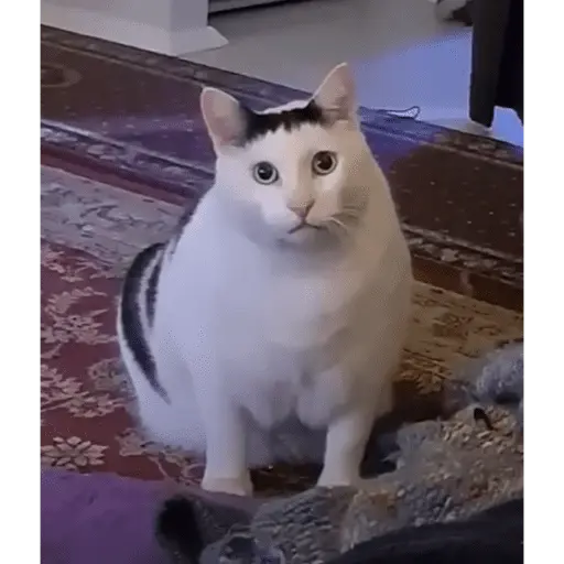 Կպչուն պիտակ