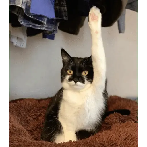 Կպչուն պիտակ